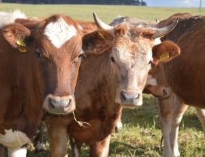 Cows grazing in a field.